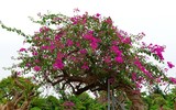 [ẢNH] Những loại cây cảnh 