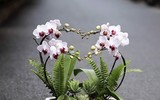 [ẢNH] Những loại cây cảnh 