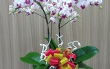 [ẢNH] Những loại cây cảnh 