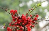 [ẢNH] Những loại cây cảnh 
