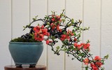 [ẢNH] Những loại cây cảnh 