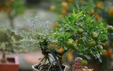 [ẢNH] Những loại cây cảnh 