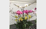 [ẢNH] Một số lưu ý khi chọn các chậu lan 