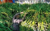 [ẢNH] Một số lưu ý khi chọn các chậu lan 