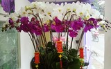 [ẢNH] Một số lưu ý khi chọn các chậu lan 
