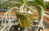 [ẢNH] Một số lưu ý khi chọn các chậu lan 