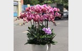 [ẢNH] Một số lưu ý khi chọn các chậu lan 
