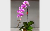 [ẢNH] Một số lưu ý khi chọn các chậu lan 