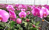 [ẢNH] Một số lưu ý khi chọn các chậu lan 