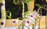 [ẢNH] Một số lưu ý khi chọn các chậu lan 