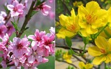 [Ảnh] Quà Tết nào nên mua - quà Tết nào nên tránh khi đem biếu tặng?