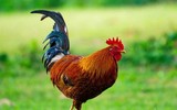 [Ảnh] Quà Tết nào nên mua - quà Tết nào nên tránh khi đem biếu tặng?