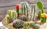 [Ảnh] Quà Tết nào nên mua - quà Tết nào nên tránh khi đem biếu tặng?