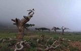[ẢNH] Những điều thú vị ít người biết về hòn đảo 