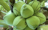 [ẢNH] Những công dụng bất ngờ của nước dừa đối với sức khỏe