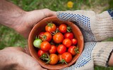 [ẢNH] Những lợi ích tuyệt vời của cà chua đối với sức khỏe
