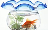 [ẢNH] Hút tài lộc, may mắn nhờ những đồ vật trang trí nhà cửa đơn giản trong dịp Tết