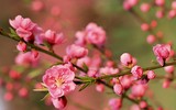 [ẢNH] Hút tài lộc, may mắn nhờ những đồ vật trang trí nhà cửa đơn giản trong dịp Tết