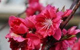 [ẢNH] Hút tài lộc, may mắn nhờ những đồ vật trang trí nhà cửa đơn giản trong dịp Tết