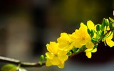 [ẢNH] Hút tài lộc, may mắn nhờ những đồ vật trang trí nhà cửa đơn giản trong dịp Tết