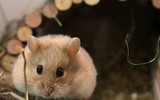 [ẢNH] Xuân Canh Tý: Những điều thú vị ít ai biết về loài chuột