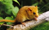 [ẢNH] Xuân Canh Tý: Những điều thú vị ít ai biết về loài chuột