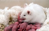 [ẢNH] Xuân Canh Tý: Những điều thú vị ít ai biết về loài chuột