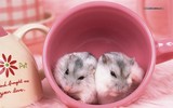 [ẢNH] Xuân Canh Tý: Những điều thú vị ít ai biết về loài chuột
