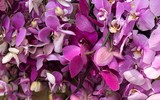 [ẢNH] Nhộn nhịp chợ hoa Quảng An ngày cuối năm trong mưa lạnh