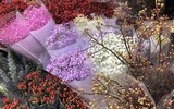 [ẢNH] Nhộn nhịp chợ hoa Quảng An ngày cuối năm trong mưa lạnh