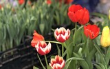 [ẢNH] Nhộn nhịp chợ hoa Quảng An ngày cuối năm trong mưa lạnh