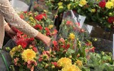 [ẢNH] Nhộn nhịp chợ hoa Quảng An ngày cuối năm trong mưa lạnh