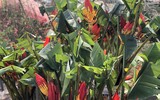 [ẢNH] Nhộn nhịp chợ hoa Quảng An ngày cuối năm trong mưa lạnh