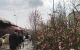 [ẢNH] Nhộn nhịp chợ hoa Quảng An ngày cuối năm trong mưa lạnh