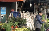 [ẢNH] Nhộn nhịp chợ hoa Quảng An ngày cuối năm trong mưa lạnh