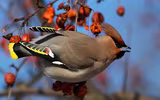 [ẢNH] Chiêm ngưỡng 8 loài chim đẹp nhất hành tinh