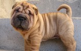 [ẢNH] Điều thú vị về Shar Pei – giống chó nhăn quý hiếm nhất hành tinh