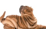 [ẢNH] Điều thú vị về Shar Pei – giống chó nhăn quý hiếm nhất hành tinh