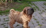 [ẢNH] Điều thú vị về Shar Pei – giống chó nhăn quý hiếm nhất hành tinh