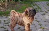[ẢNH] Điều thú vị về Shar Pei – giống chó nhăn quý hiếm nhất hành tinh