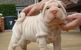 [ẢNH] Điều thú vị về Shar Pei – giống chó nhăn quý hiếm nhất hành tinh