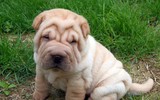 [ẢNH] Điều thú vị về Shar Pei – giống chó nhăn quý hiếm nhất hành tinh