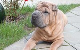 [ẢNH] Điều thú vị về Shar Pei – giống chó nhăn quý hiếm nhất hành tinh