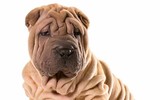 [ẢNH] Điều thú vị về Shar Pei – giống chó nhăn quý hiếm nhất hành tinh