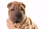 [ẢNH] Điều thú vị về Shar Pei – giống chó nhăn quý hiếm nhất hành tinh