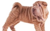 [ẢNH] Điều thú vị về Shar Pei – giống chó nhăn quý hiếm nhất hành tinh