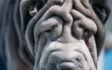 [ẢNH] Điều thú vị về Shar Pei – giống chó nhăn quý hiếm nhất hành tinh