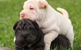 [ẢNH] Điều thú vị về Shar Pei – giống chó nhăn quý hiếm nhất hành tinh