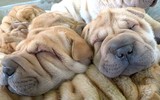[ẢNH] Điều thú vị về Shar Pei – giống chó nhăn quý hiếm nhất hành tinh