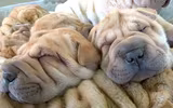 [ẢNH] Điều thú vị về Shar Pei – giống chó nhăn quý hiếm nhất hành tinh